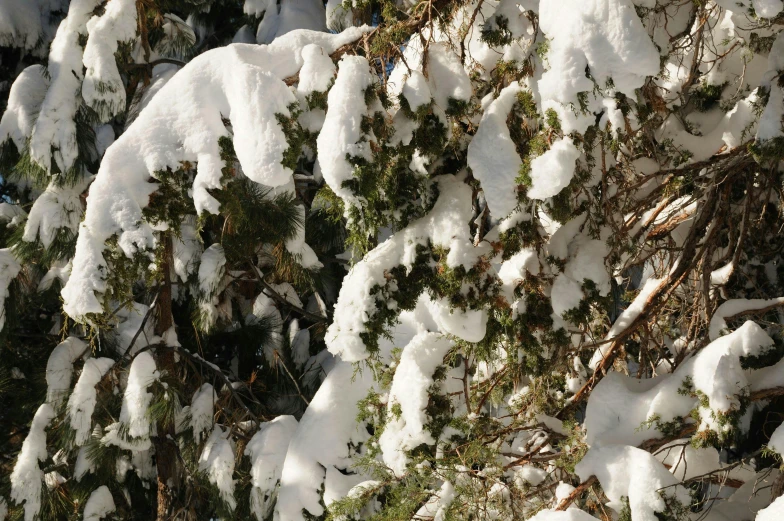 some snow is on a tree and there is no picture