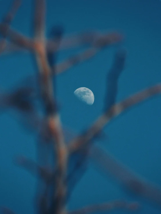 the moon is seen through nches of a tree