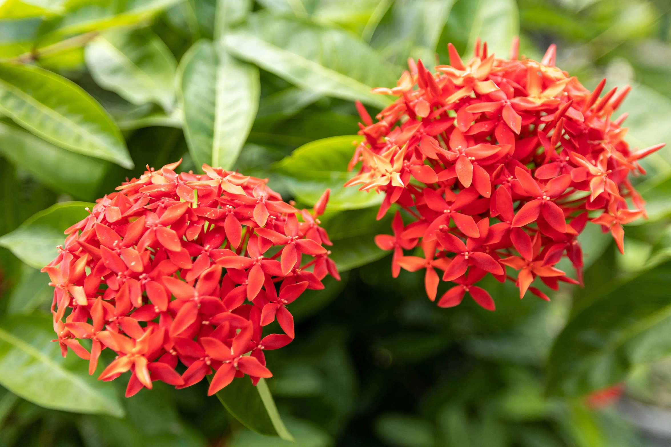 two red flowers with green leaves are blooming together