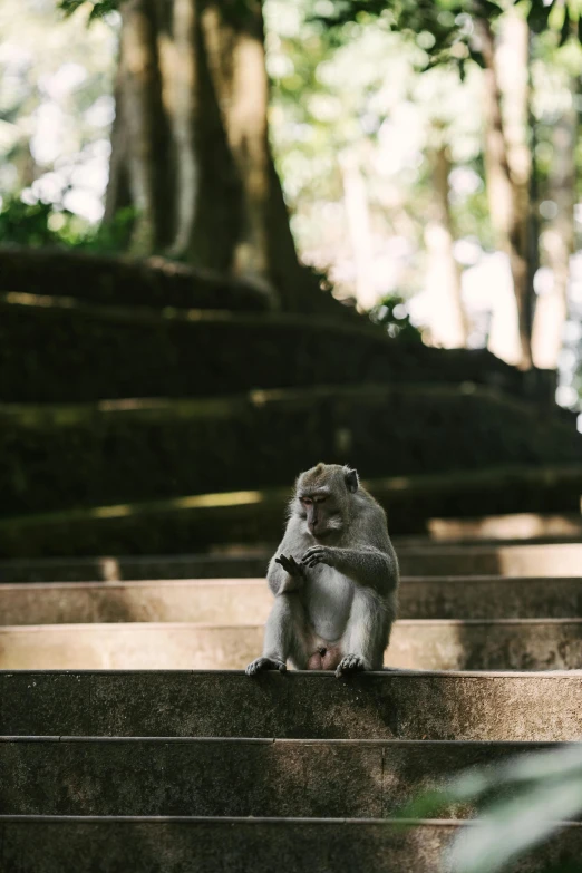 a monkey that is sitting down with its hands on his hips