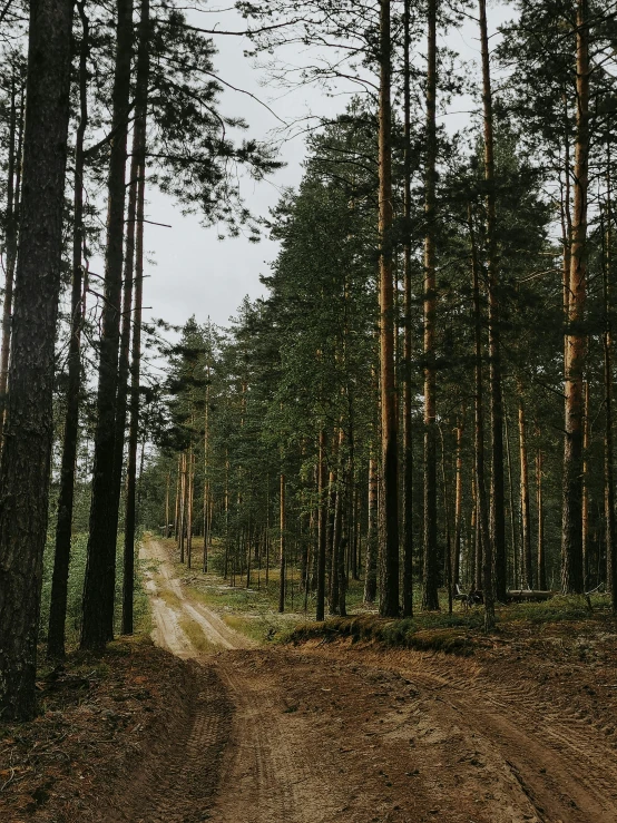 the trees and path in the woods are empty