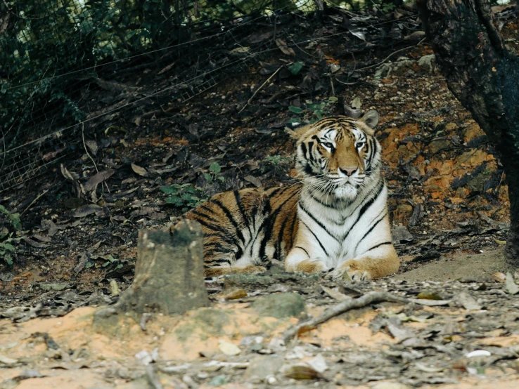 tiger sitting on a rocky hillside next to tree nches