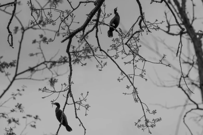 two birds perched in a tree as if they were eating from the same nch