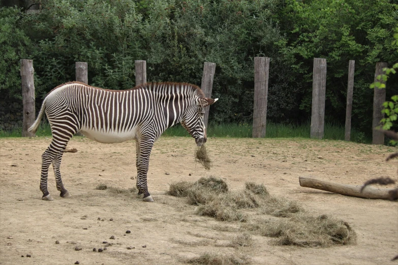 there is a ze that is eating grass