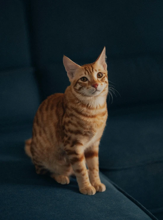 a cat sits on the back of a couch in front of a black background