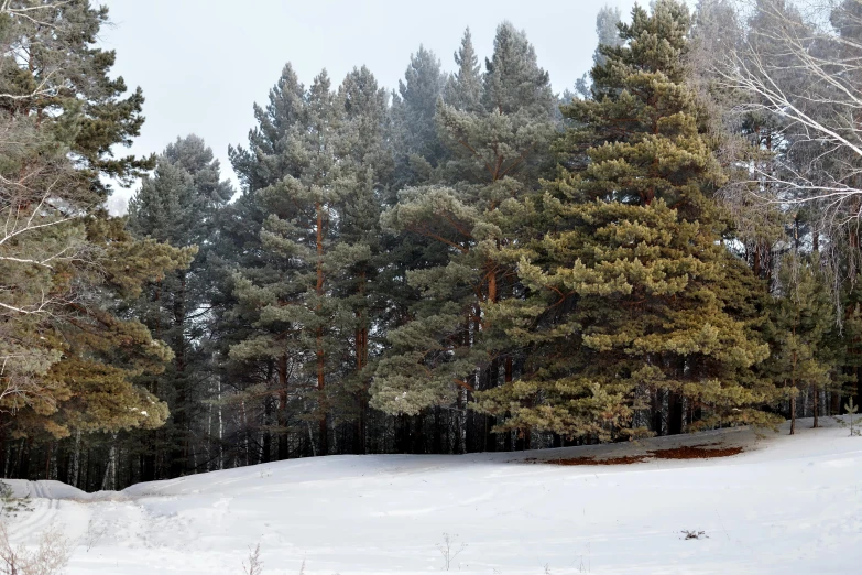 snow on the ground, trees and benches in the distance