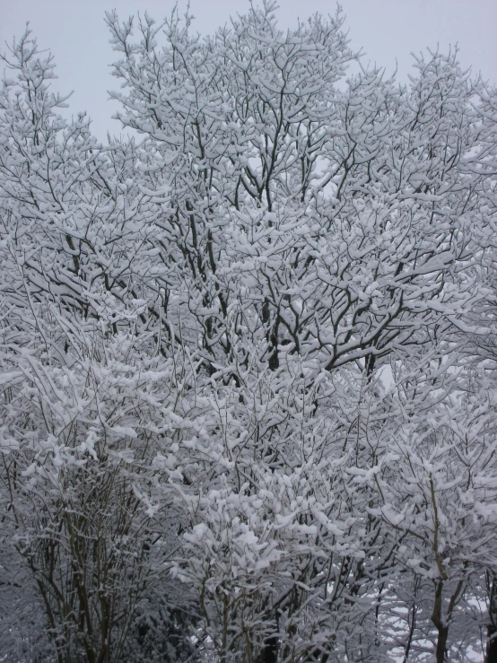 the top of some trees covered in snow