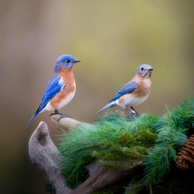 two little birds sitting on top of a pine tree nch