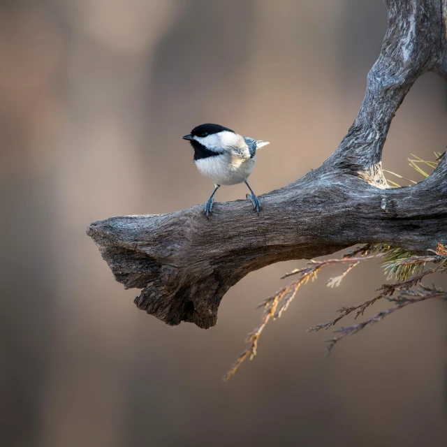 a small bird perched on top of a nch