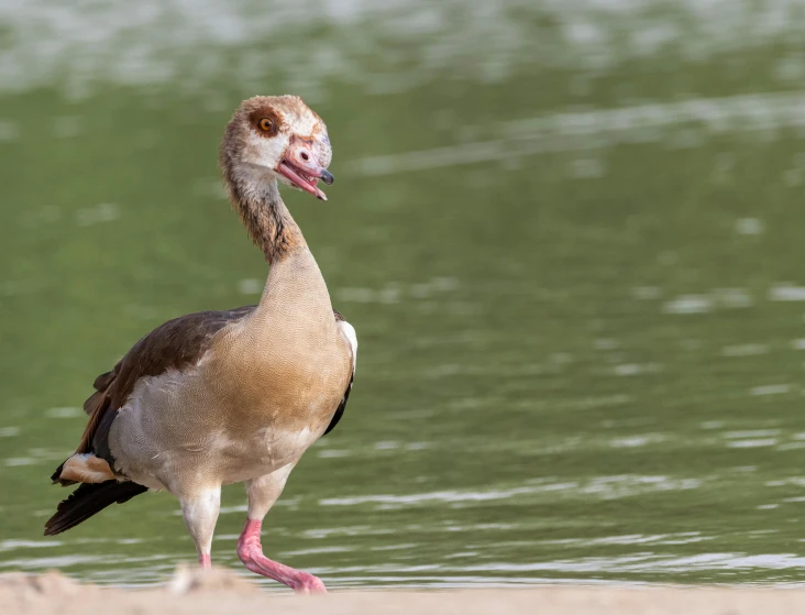 a bird is standing in the water next to a lake