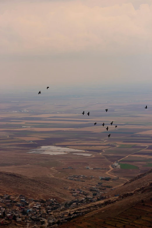 birds flying over an area of brown and green