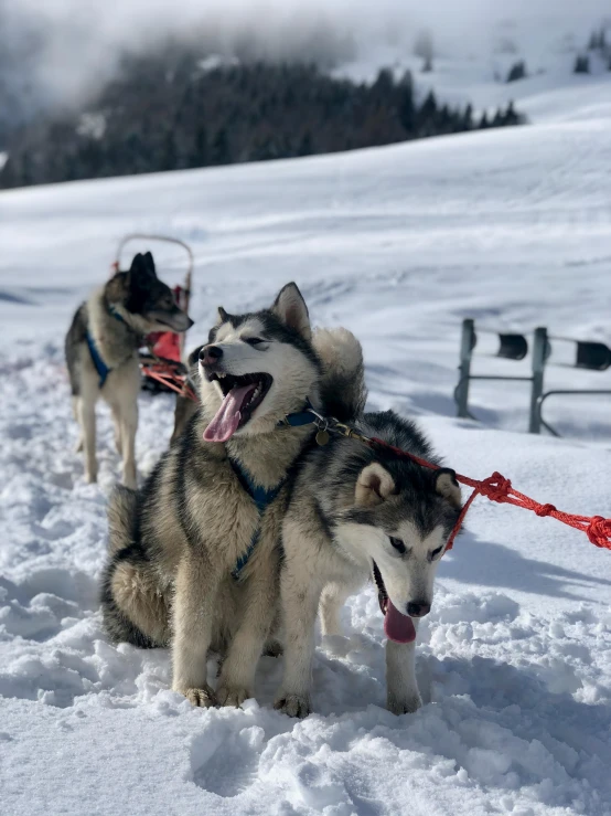 two husky dogs pulling their owner on a ski trail