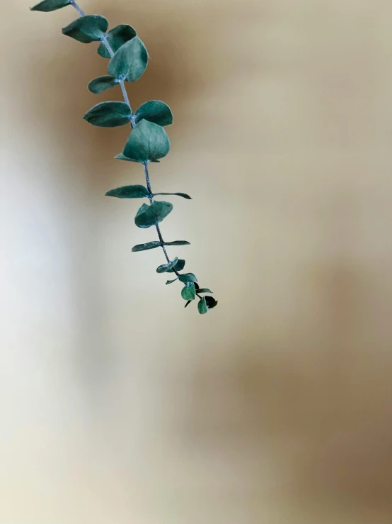 an image of a flower growing in the air