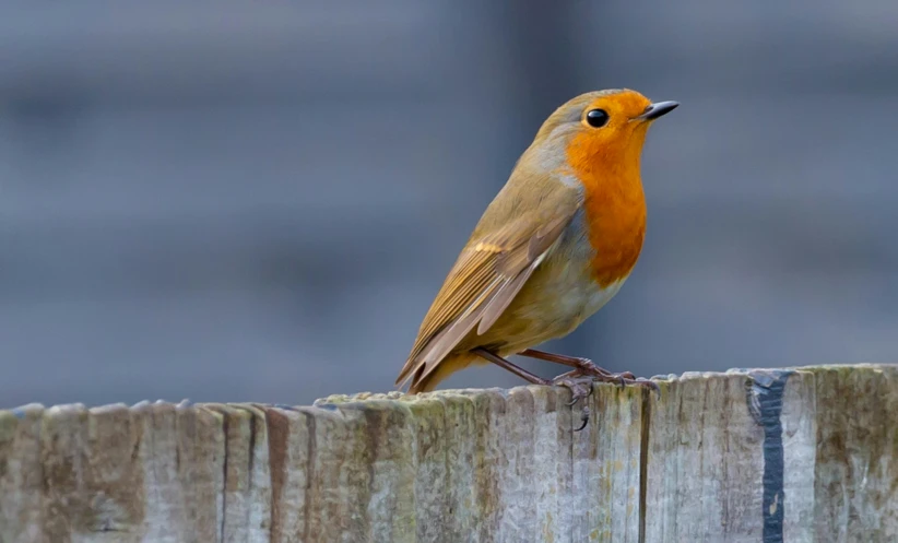 a bird sitting on a fence looking at soing