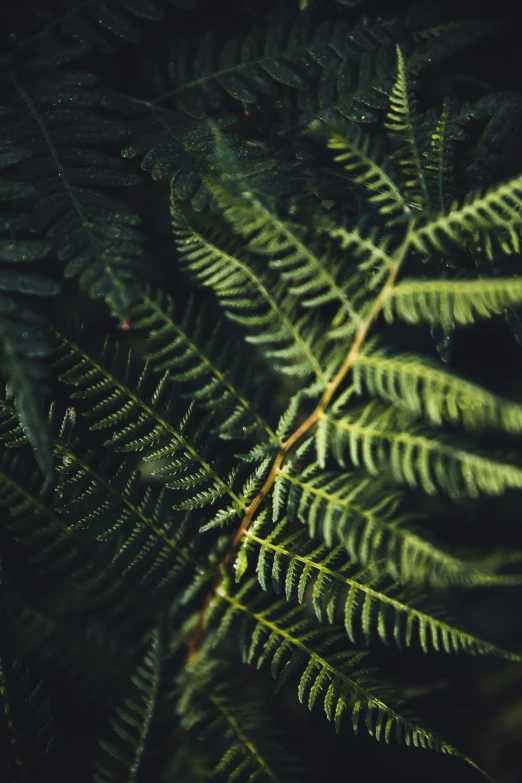 a close up view of a leaf with drops of water on it