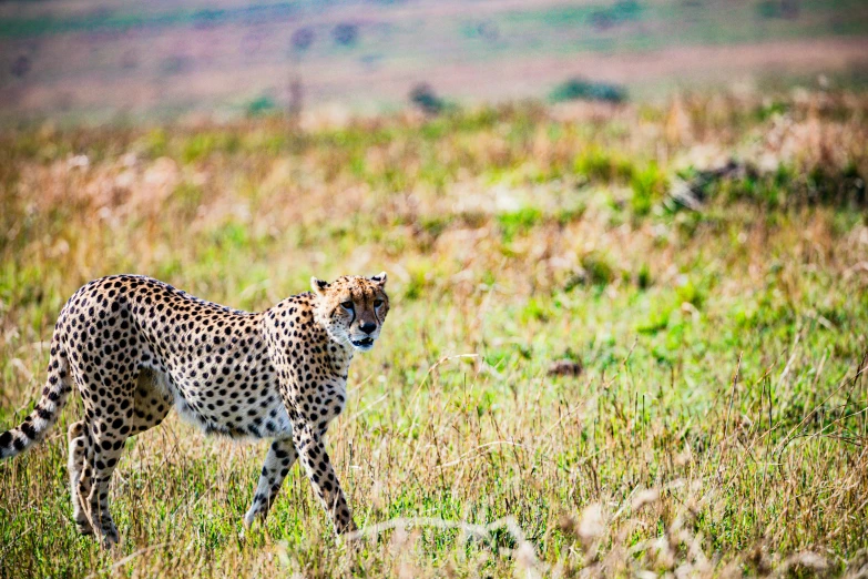 a cheetah is walking through some grass