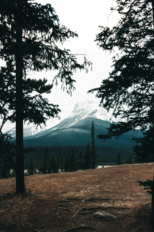 view of mountains through some trees and a bench