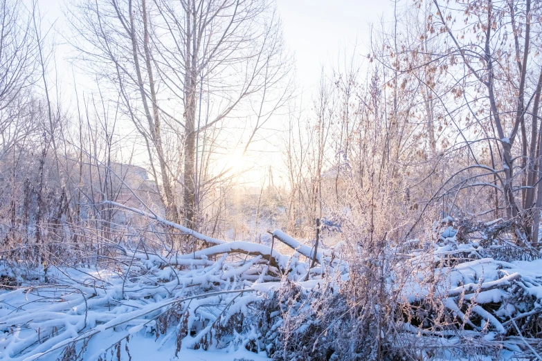 sun is shining through trees in the middle of winter