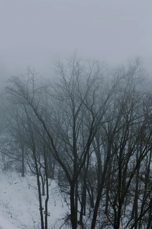 snow covered trees on a hill with a few clouds in the background