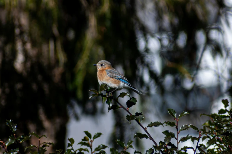 the small bird is perched on top of a nch