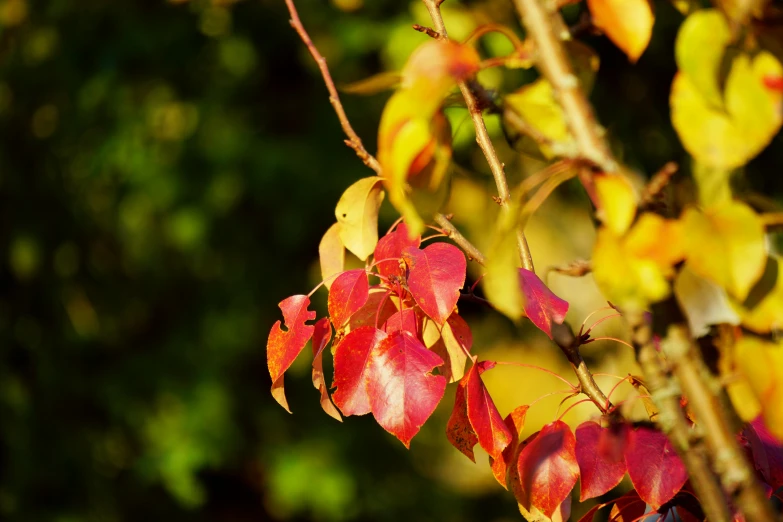 red, yellow and green autumn leaves on tree in daytime