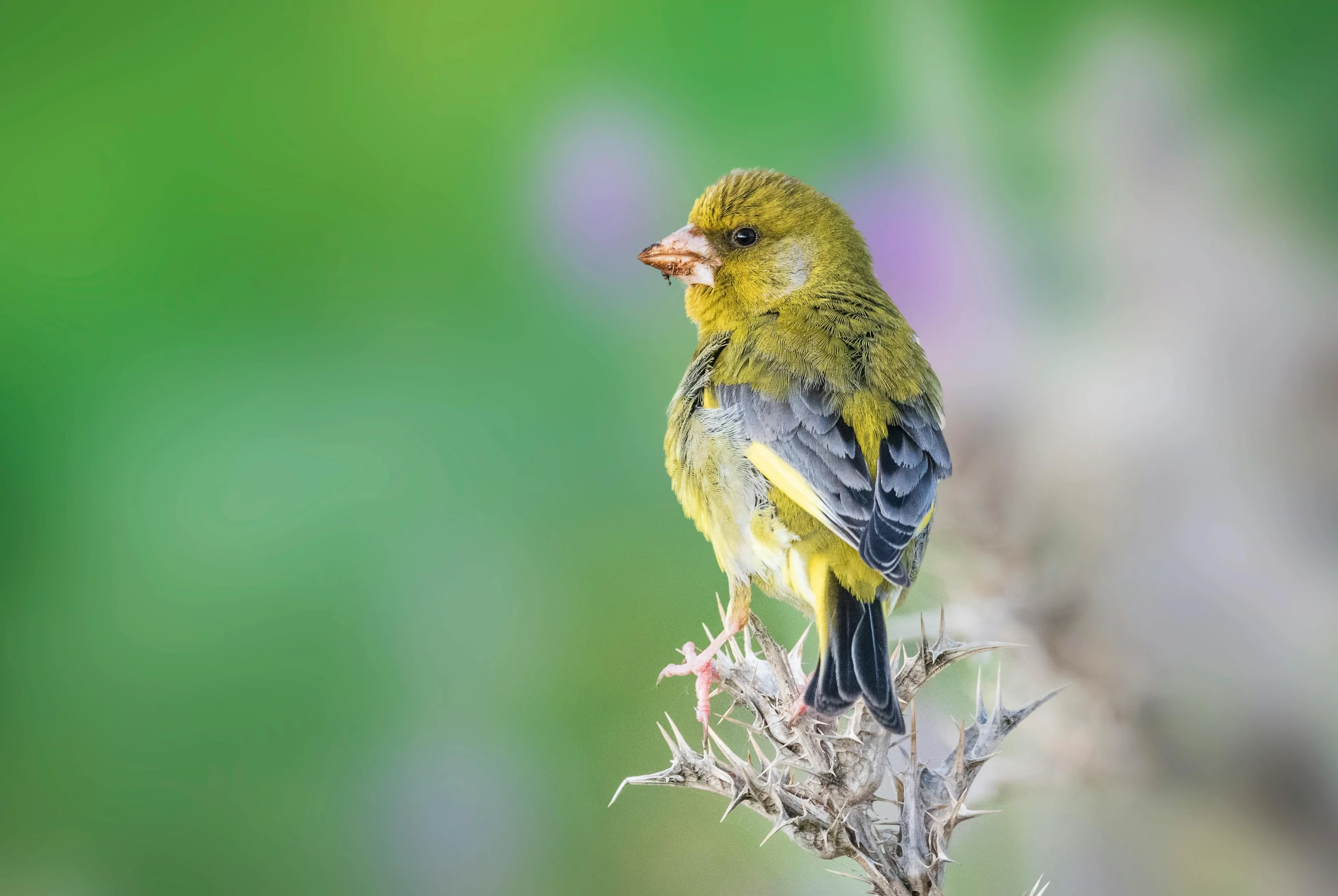 a yellow bird with a bug in his mouth sitting on a twig