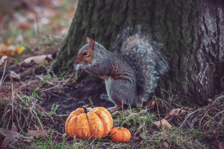 there is a squirrel on the ground eating a pumpkin