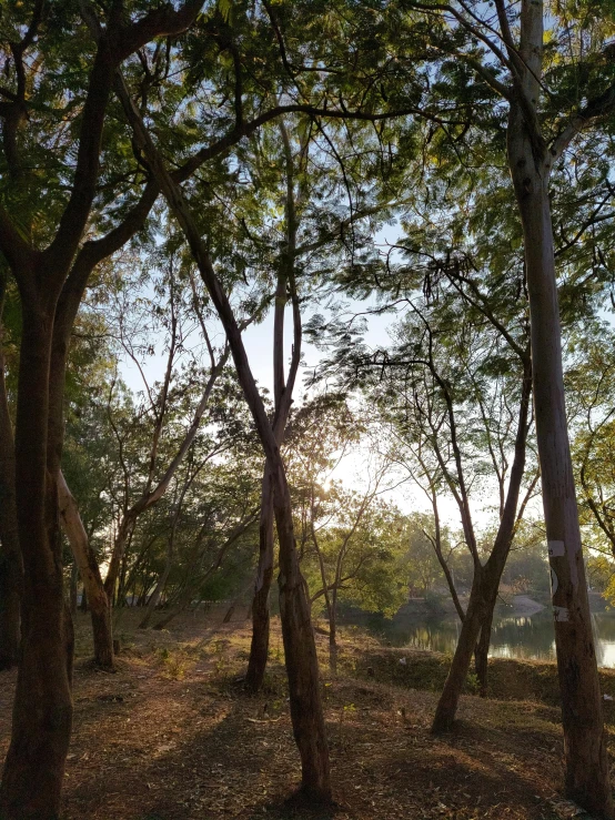 some leaves and nches with the sun peeking through them