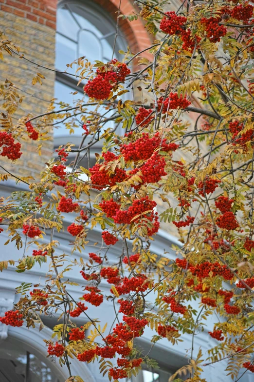 a red flowering tree on a brick building with an arch above