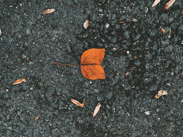 an orange leaf is on a black pavement