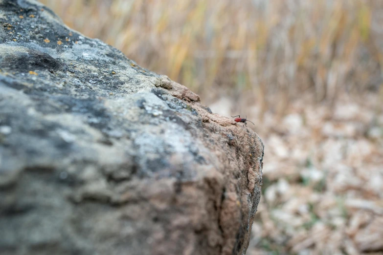 a rock that has a small bug crawling on it