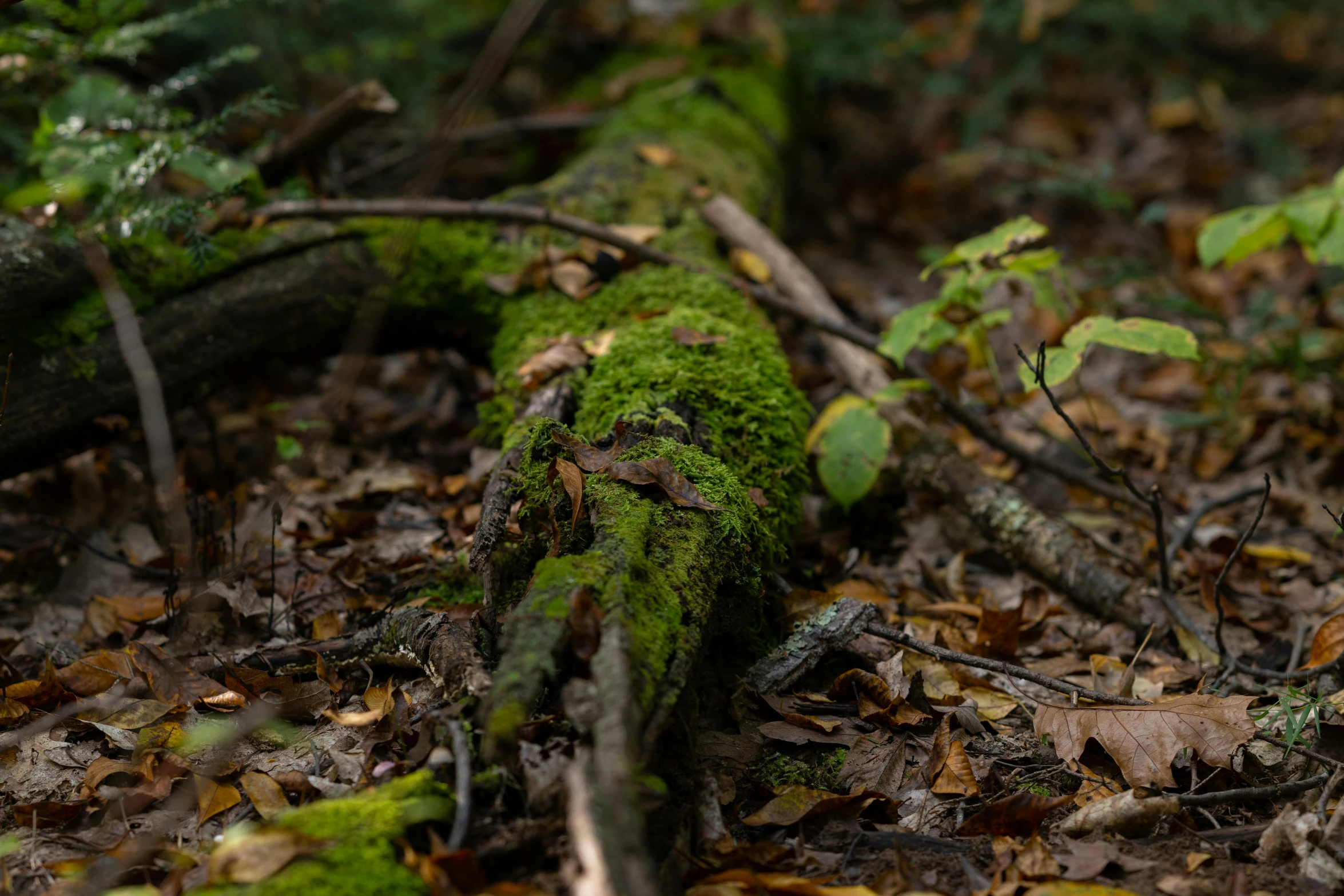 a moss covered log laying in a forest