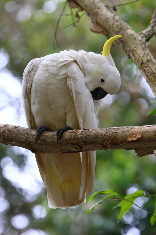 a yellow cockatoo sits on a nch while looking around