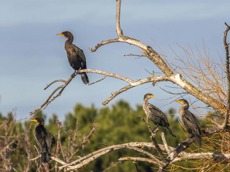 three black birds are perched on a tree nch