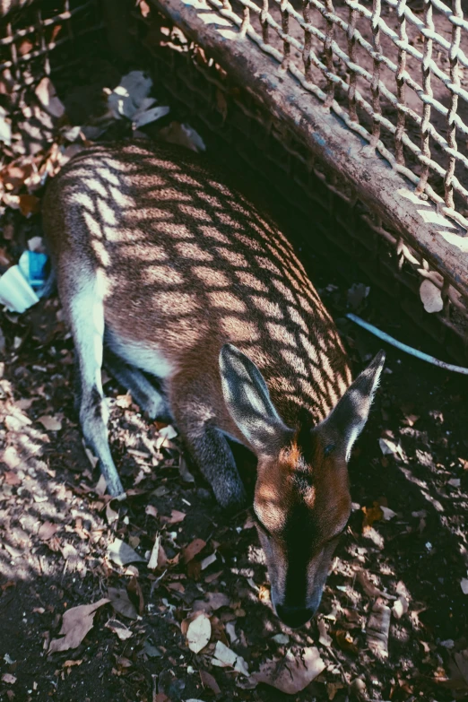 deer laying on ground next to large mesh fence