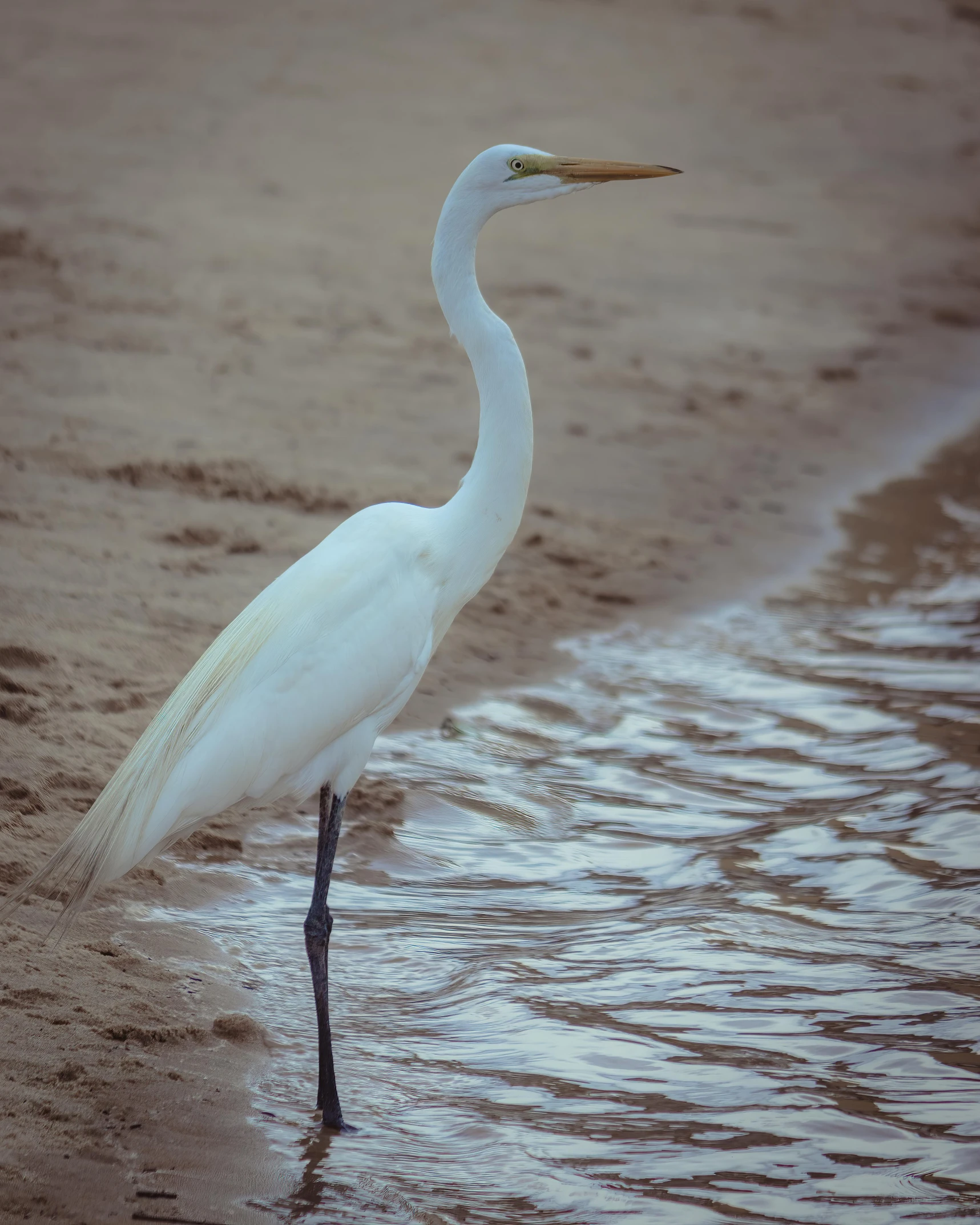 there is a white bird standing in the water