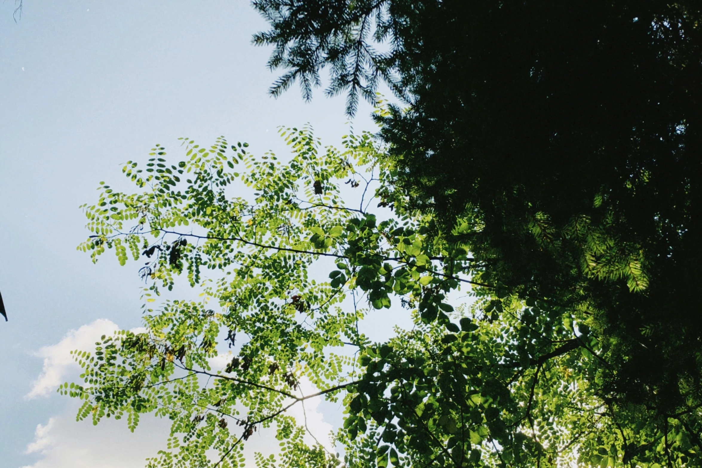 birds are sitting on the nches of the tree