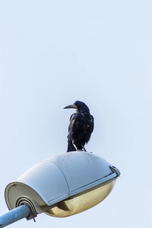 two crows perched on a street light and a white sky