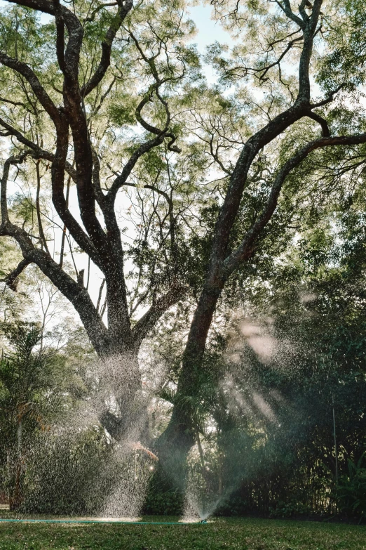 trees blowing through sunrays and in grassy area