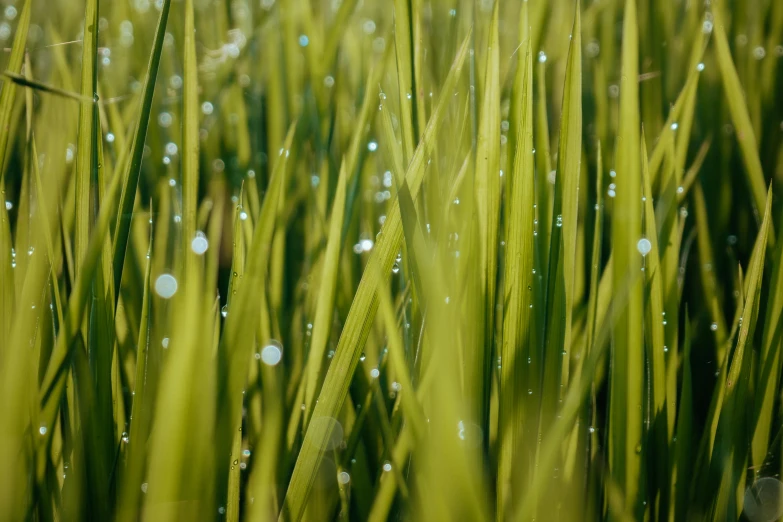 water drops on green grass in the field