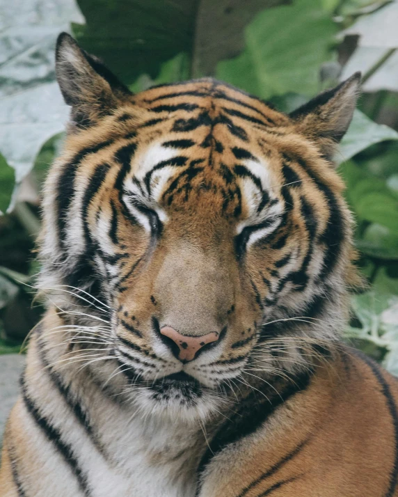 a tiger with green foliage in the background