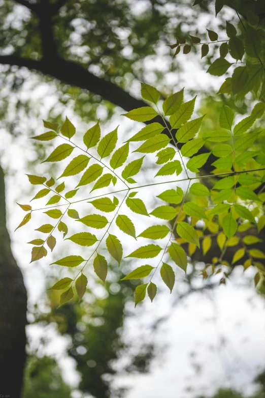 a green leafed tree with a lot of leaves