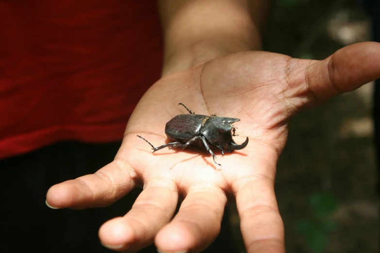 a small bug that is on the palm of someones hand