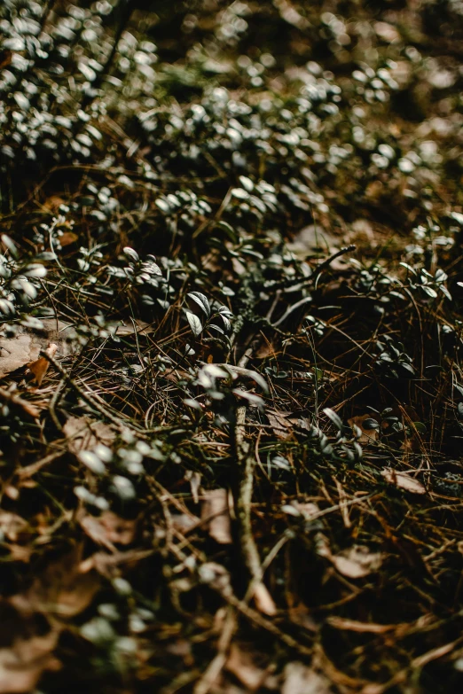 a bunch of green plants laying on the ground