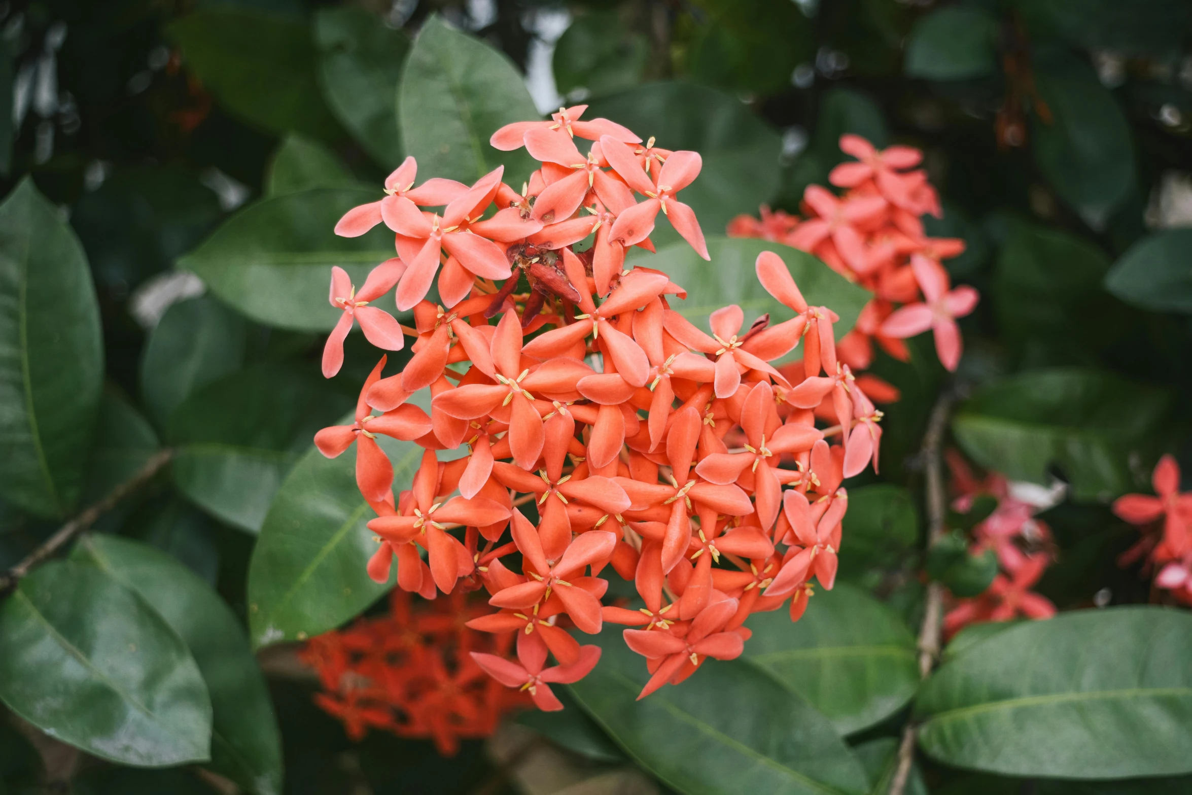 a group of flowers sitting on top of a green leaf covered field