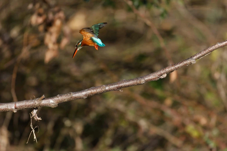 a small bird on a tree nch with its mouth open