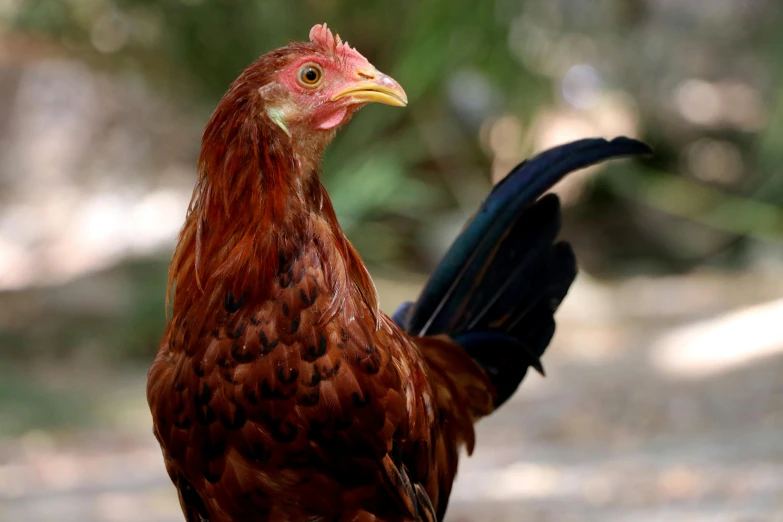 a brown and black chicken is standing on the ground
