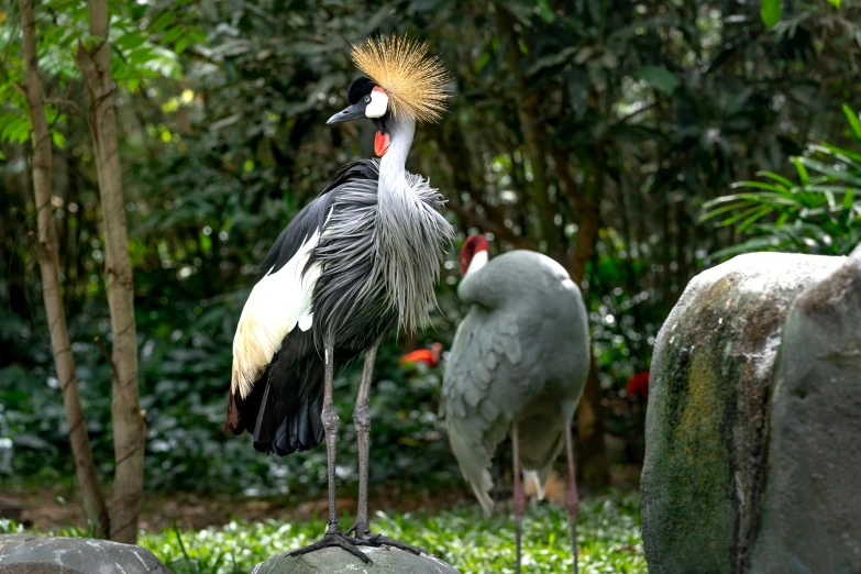 two birds stand on rocks in a green area