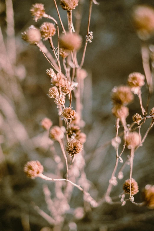 closeup view of plant growing out of ground