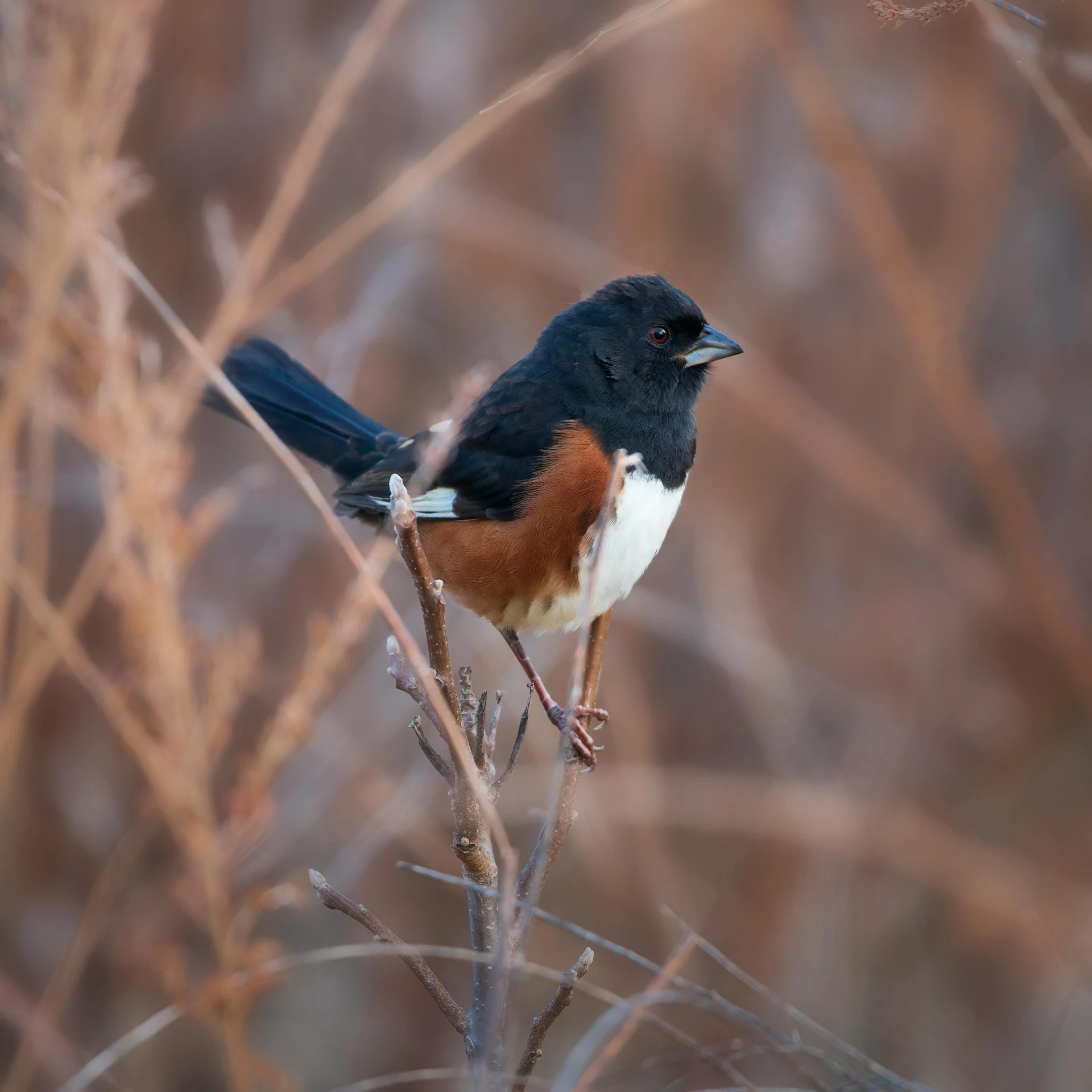 a brown and black bird perched on a plant